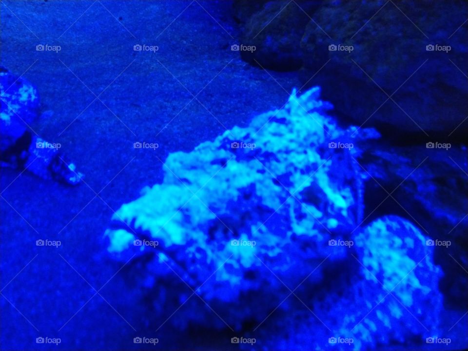 Under the sea
Under the sea
Darling it's better
Down where it's wetter
Take it from me
Up on the shore they work all day
Out in the sun they slave away
While we devotin'
Full time to floatin'
Under the sea 🎼