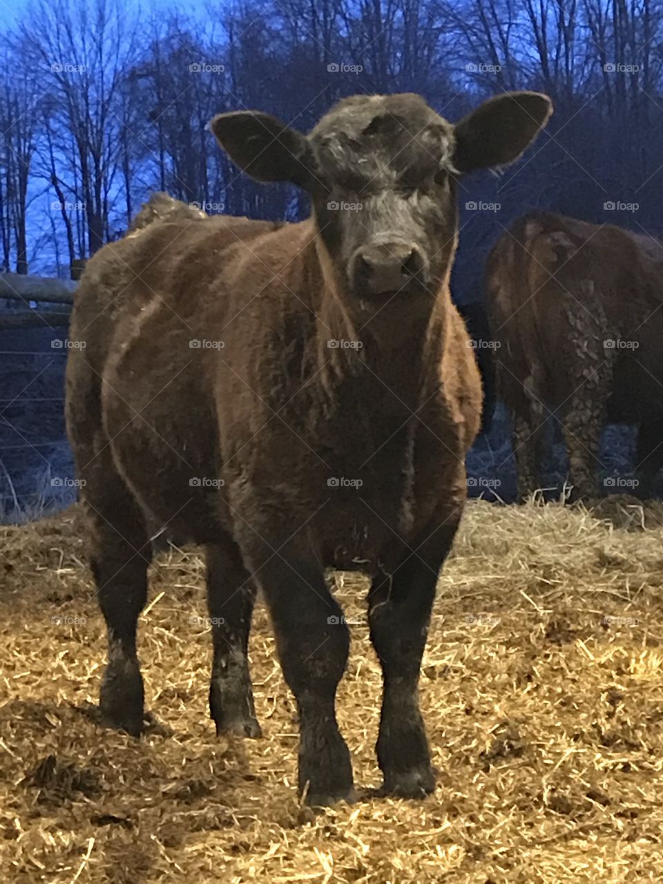 Simmental bull calf