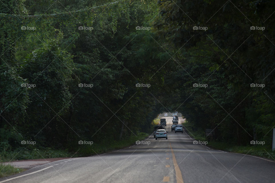 Tree tunnel over the road in Thailand 