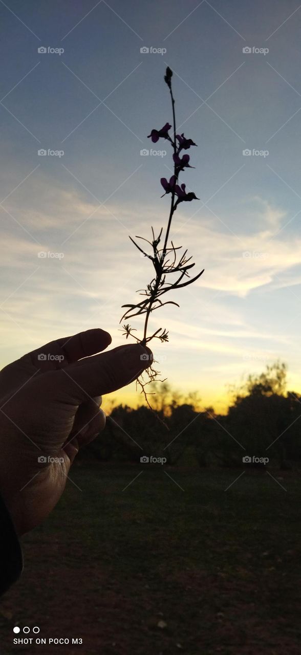 beautiful flower embracing the sunset.