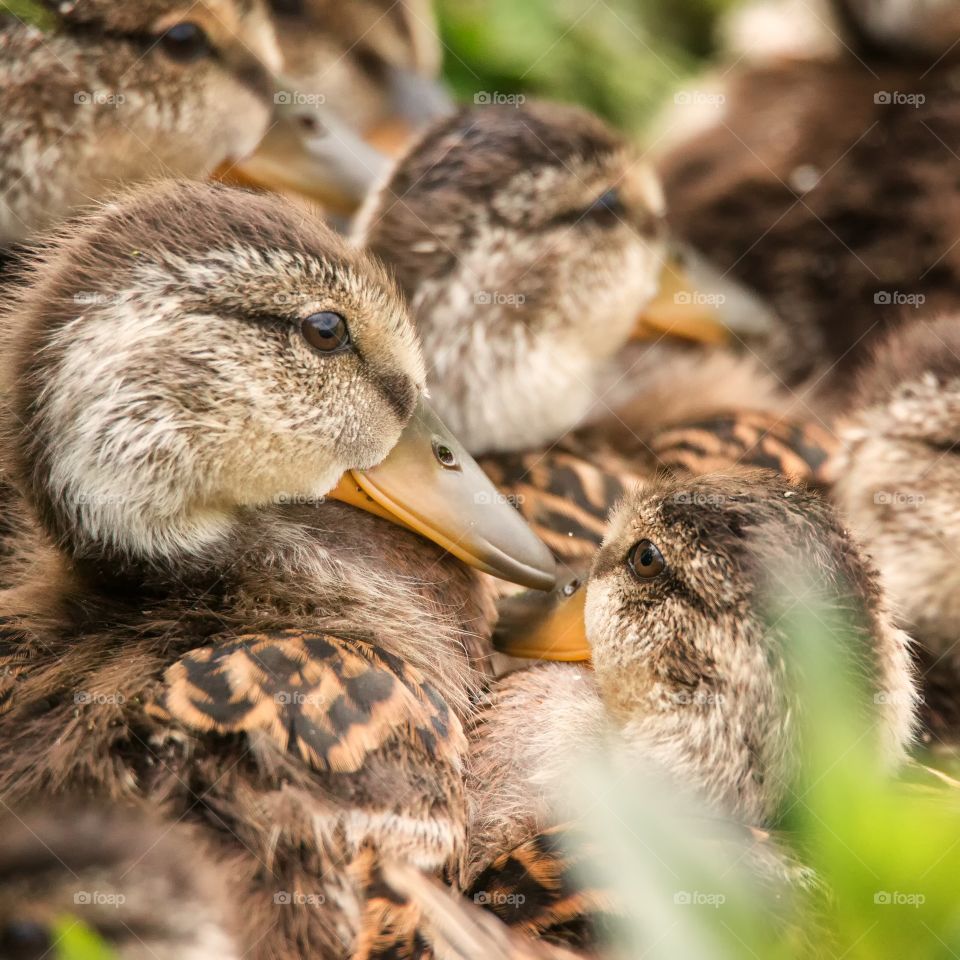 Several ducklings huddled together