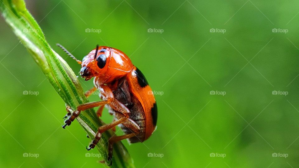 Plant eating bug