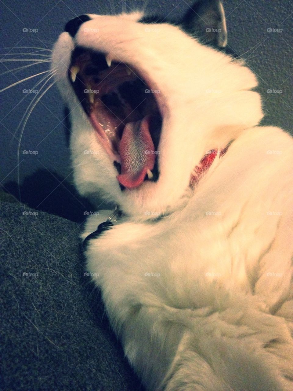 Yawning