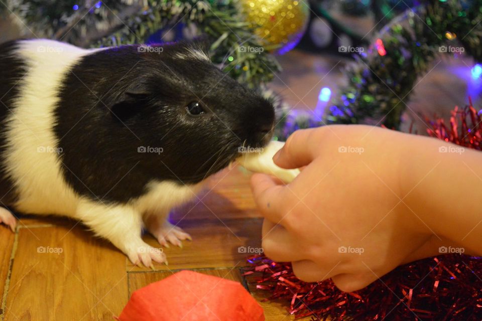 Guinea pig beautiful portrait and hand child