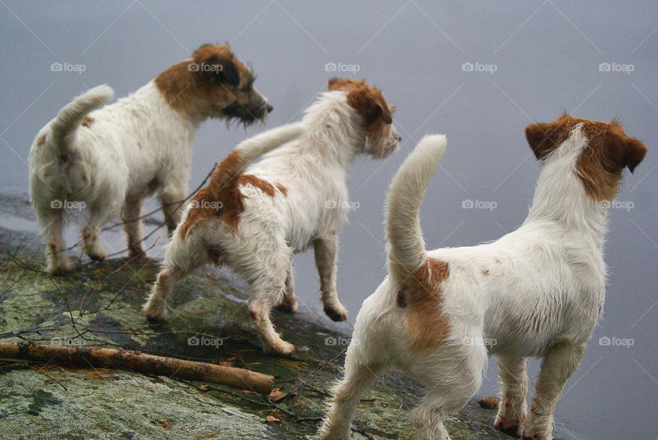 Three dogs looking out over the lake