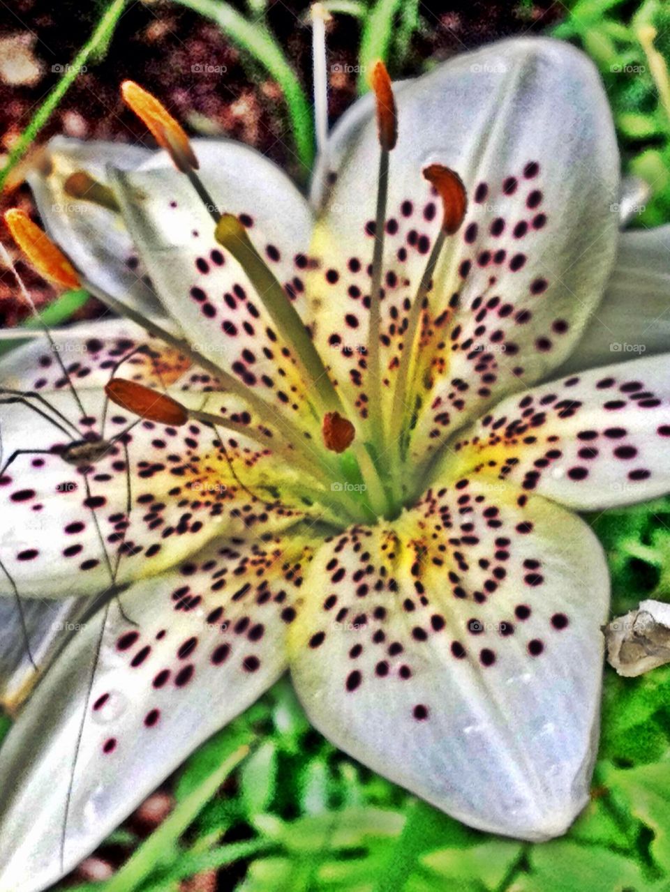 Lily macro with long-legged guest