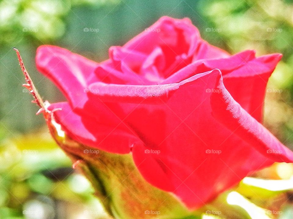 Red Rose