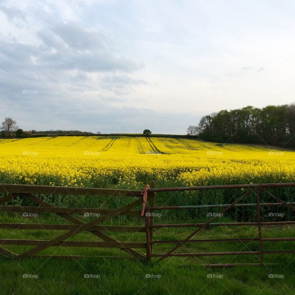 Yellow flower field against blue sky