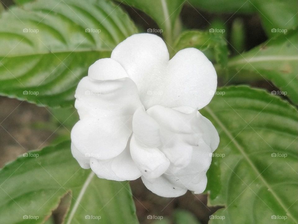 Arabian Jasmine