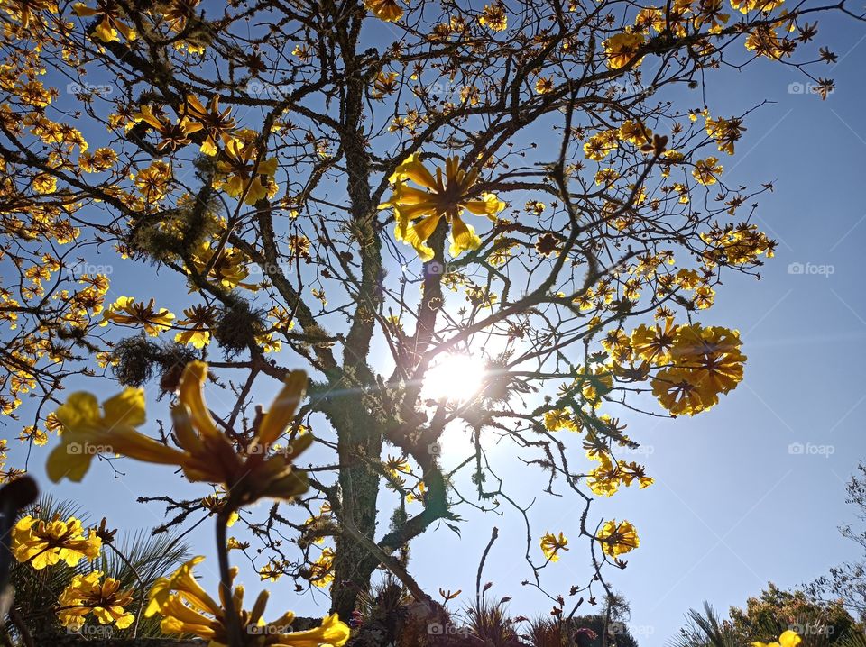 Yellow ipe flowers in the morning sunlight