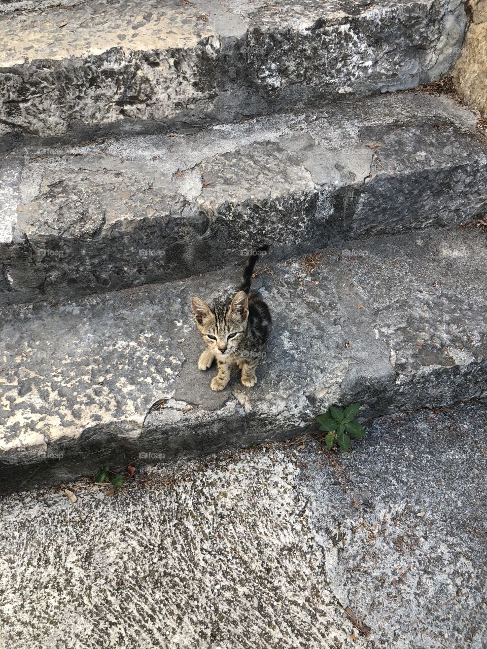The cutest little kitty cat with large ears and paws sitting on the cement staircase looking up