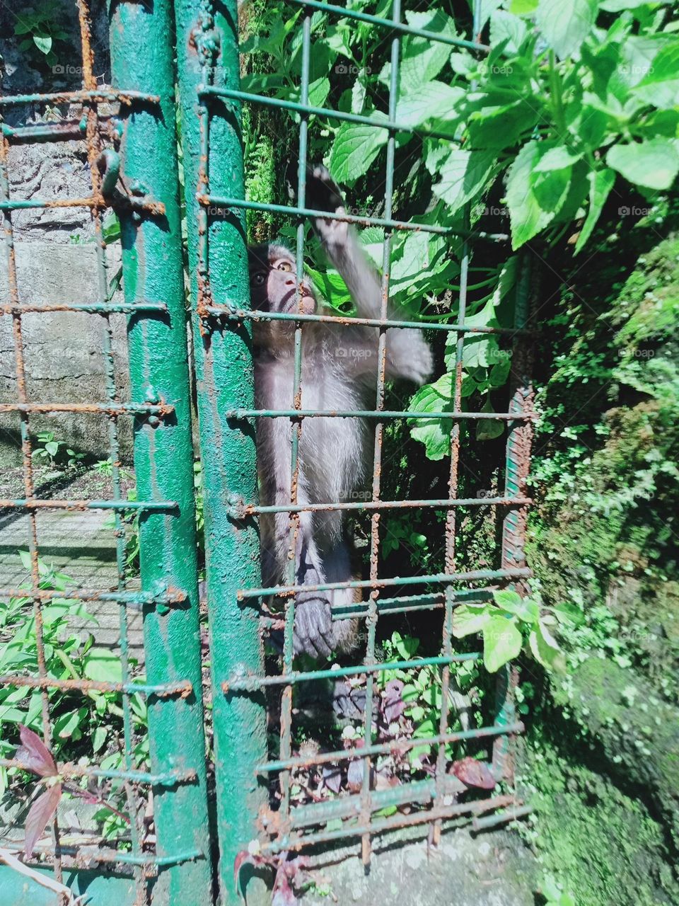 We become Sad if we encounter situation which is also hopelessness.
Monkey in zoos they get depressed, psychologically disturbed, frustrated & sad.