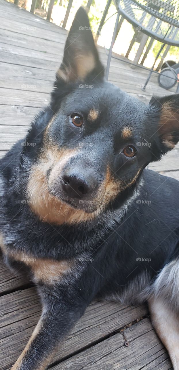 Australian shepherd blue heeler