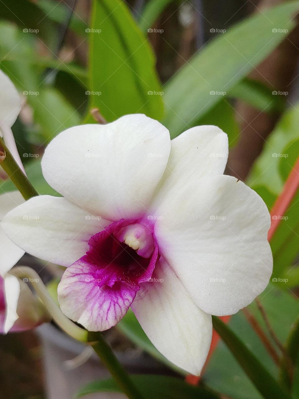 garden flowers captured