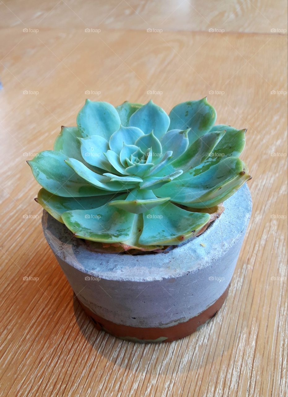 succulent