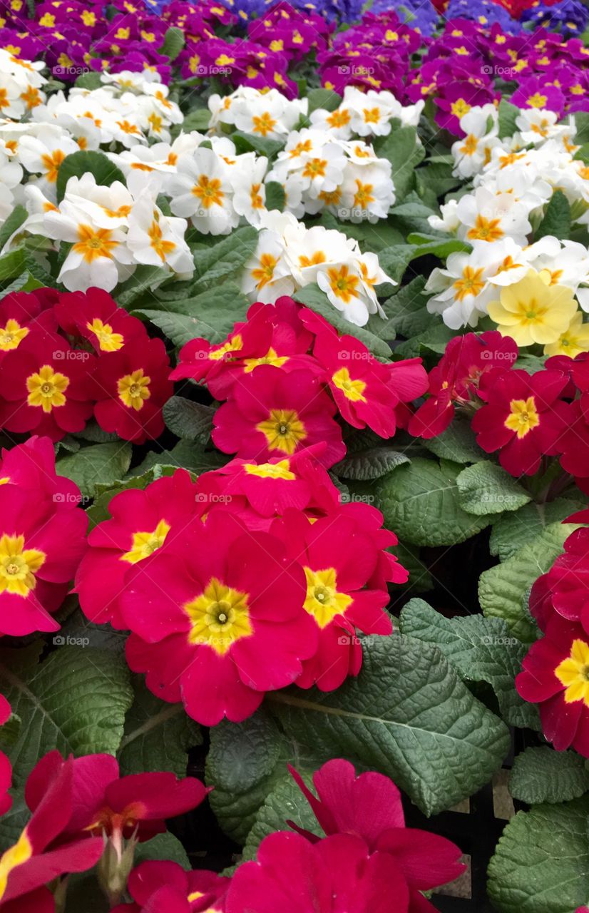 Spring flowers on sale at the nursery! 