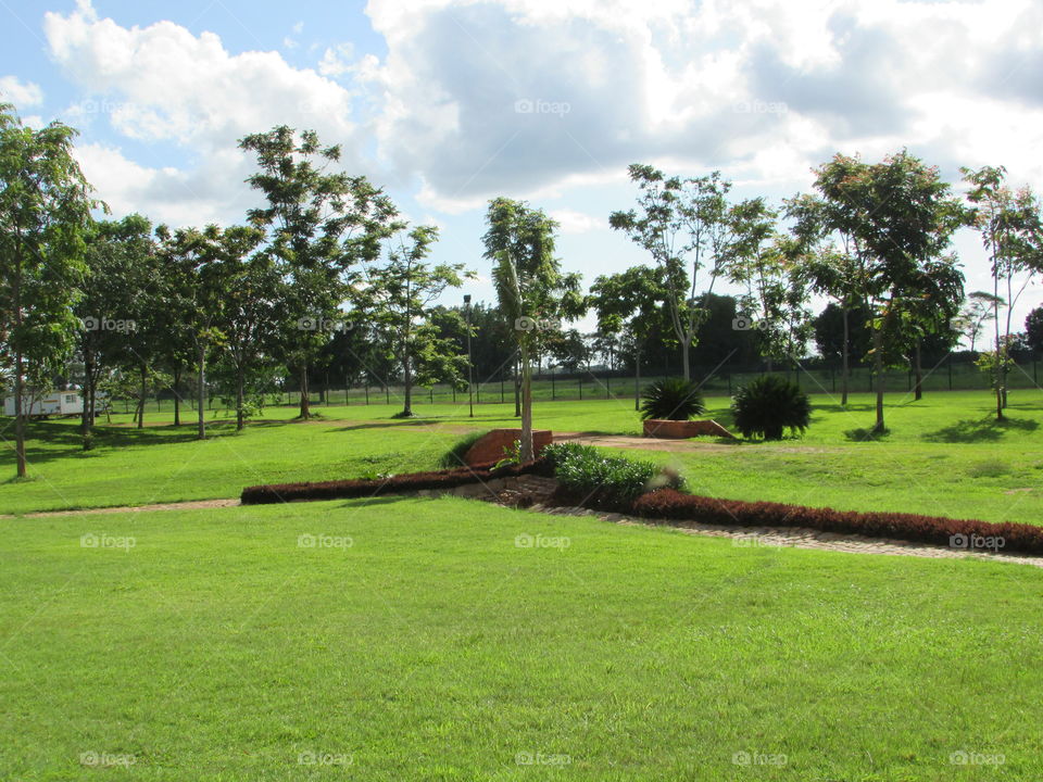Grass, Tree, Landscape, Nature, Lawn