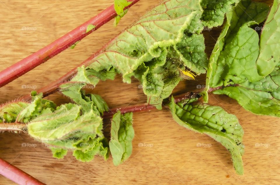 Radish leaf