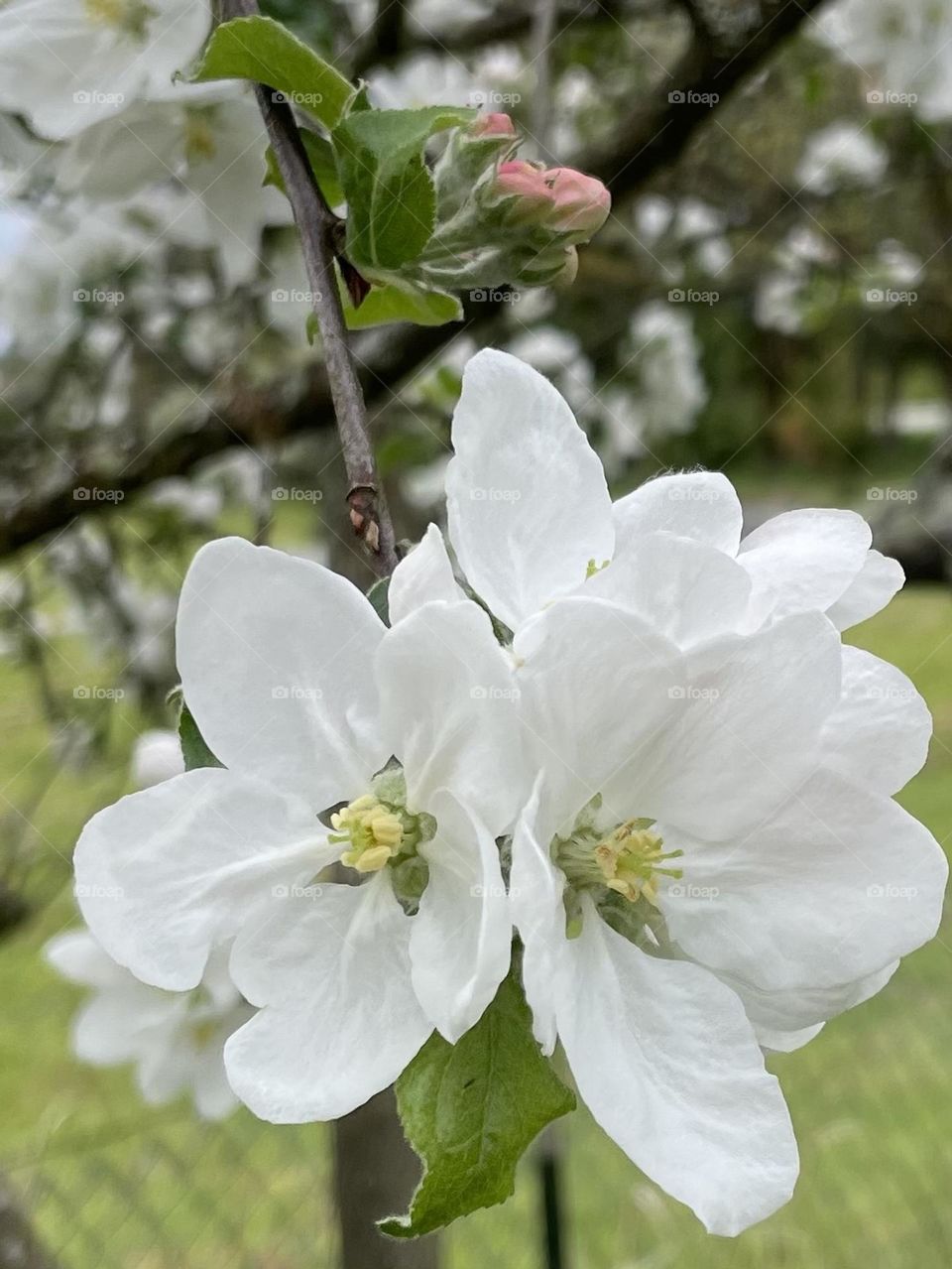 White Apple blossoms 