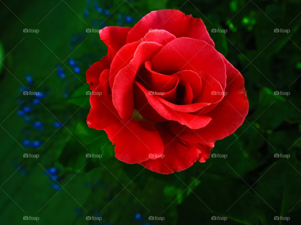 Red rose. 