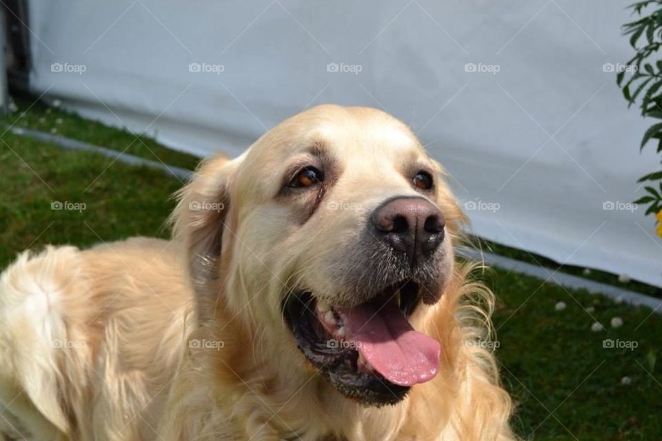 Golden retriever