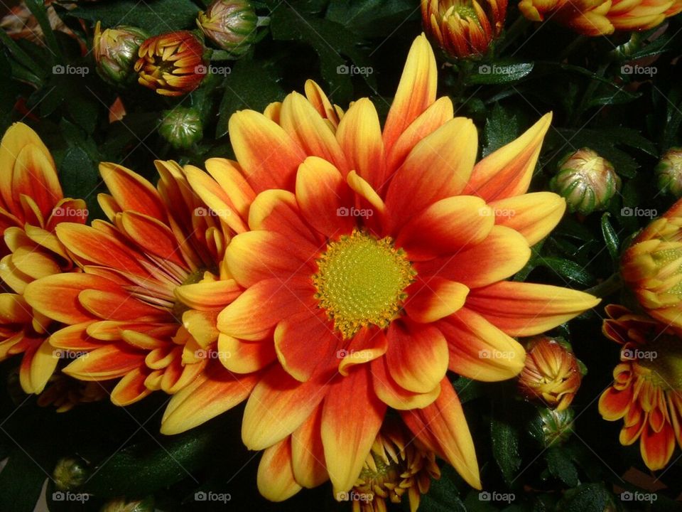 Chrysanthemum