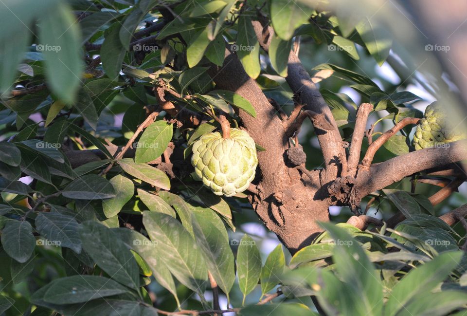 Custard Apple