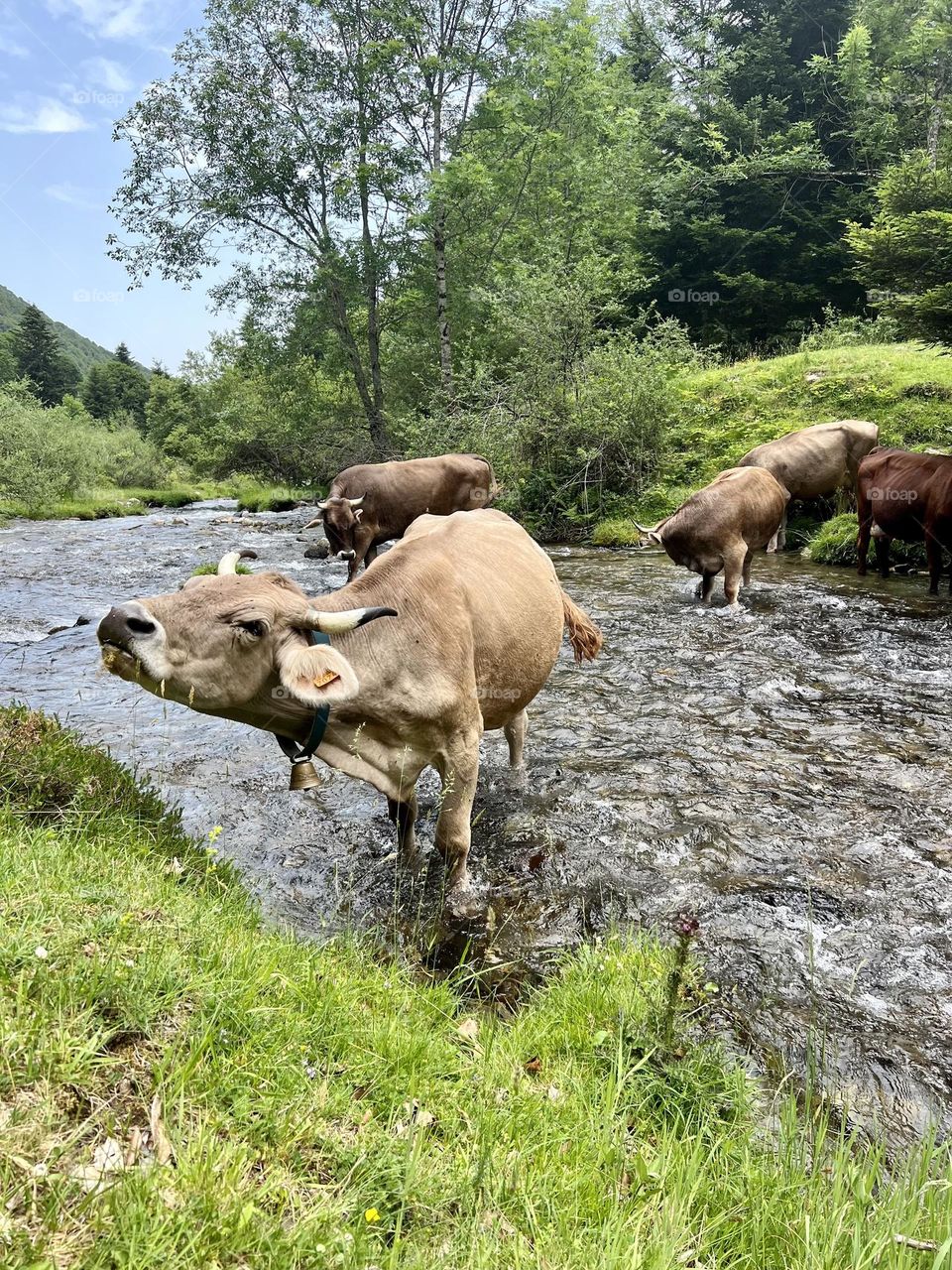 Cows grazing in the Pyrenees 
