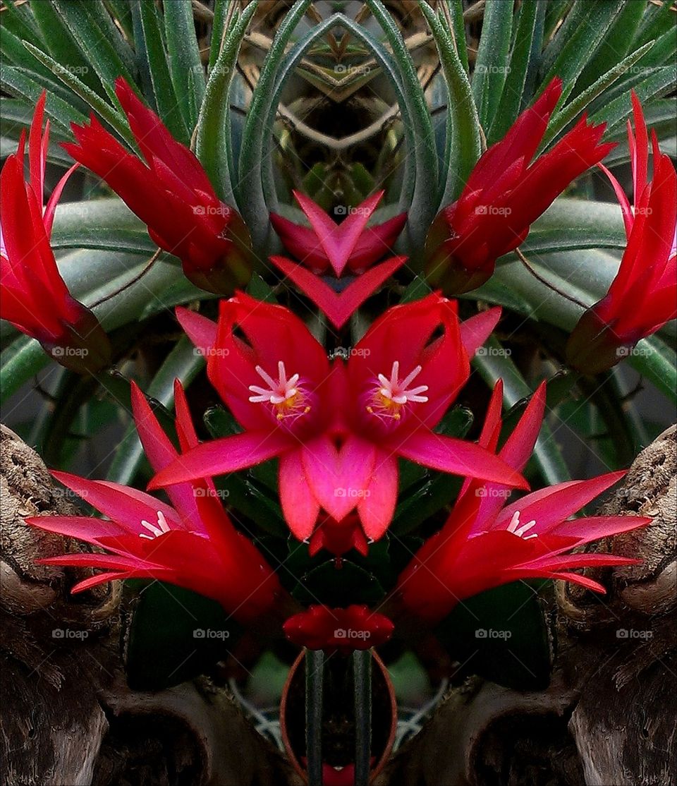 Red Cactus Flower Reflected