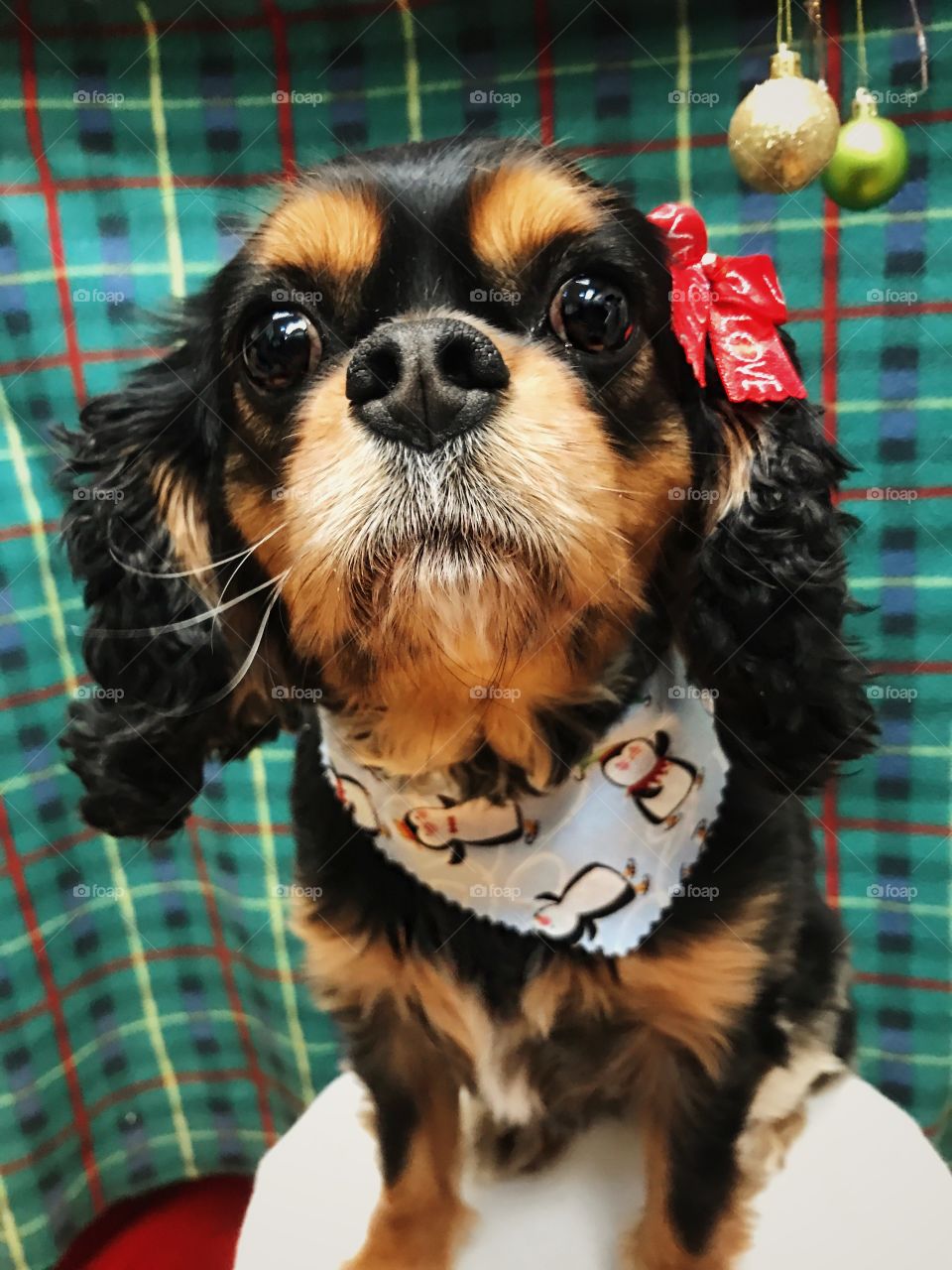 Holidays with the Dogs