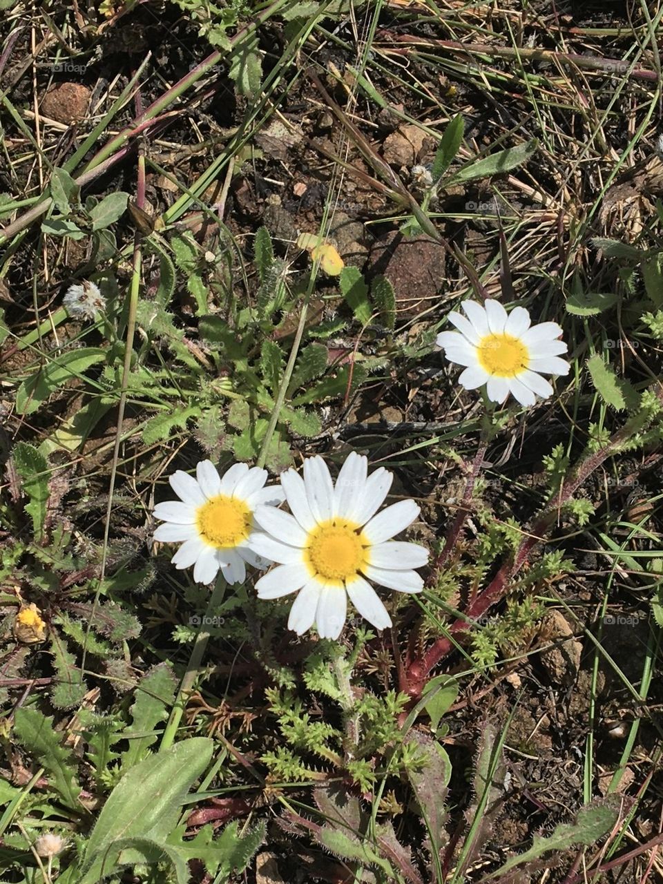 Sunny daisies in grass