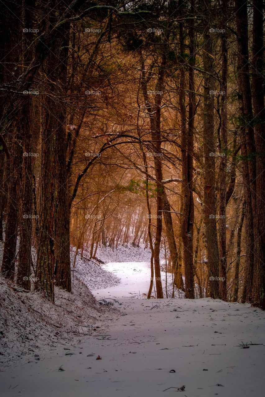 The calling of the path. Grundy Lakes State Park, Tracy City, Tennessee. 