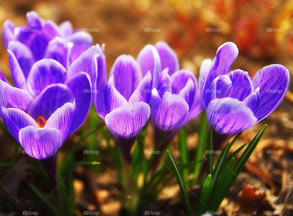 Purple crocus