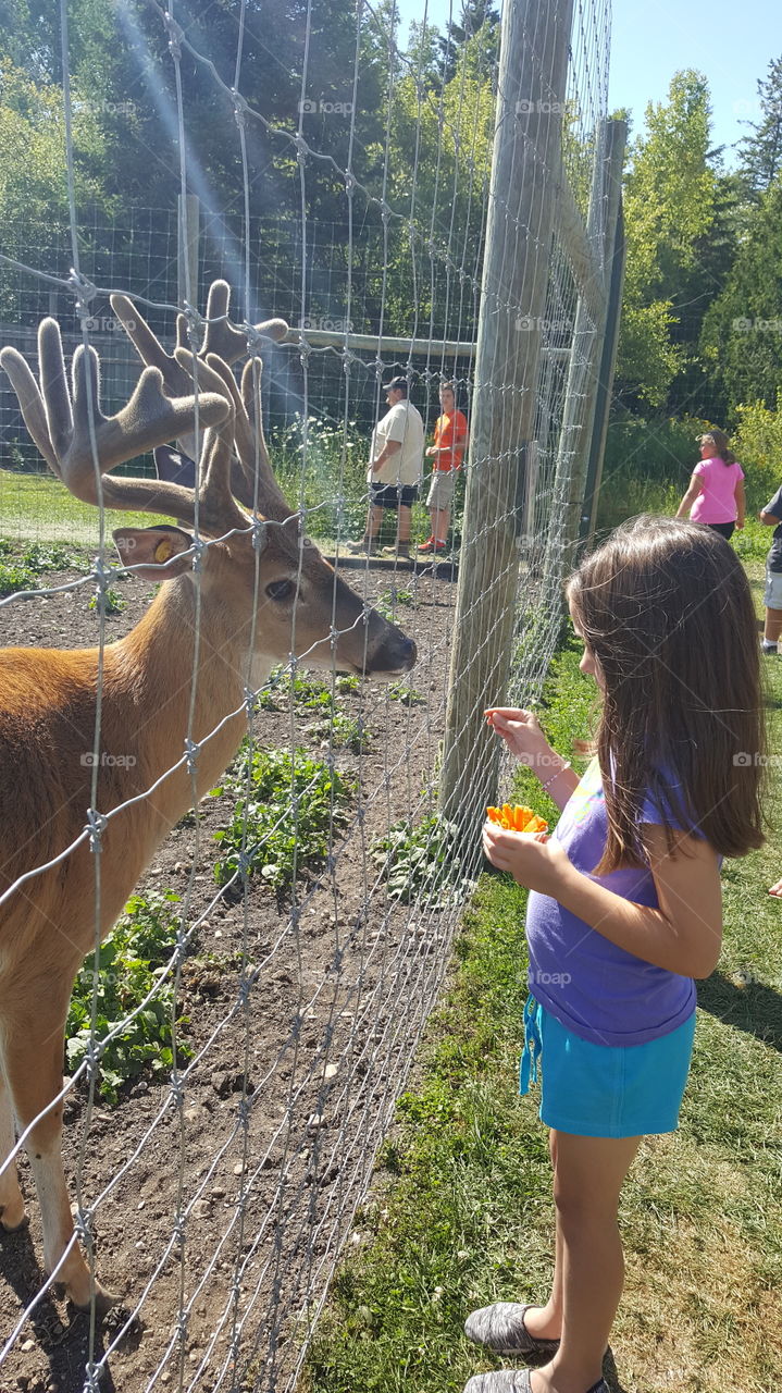 feeding deer