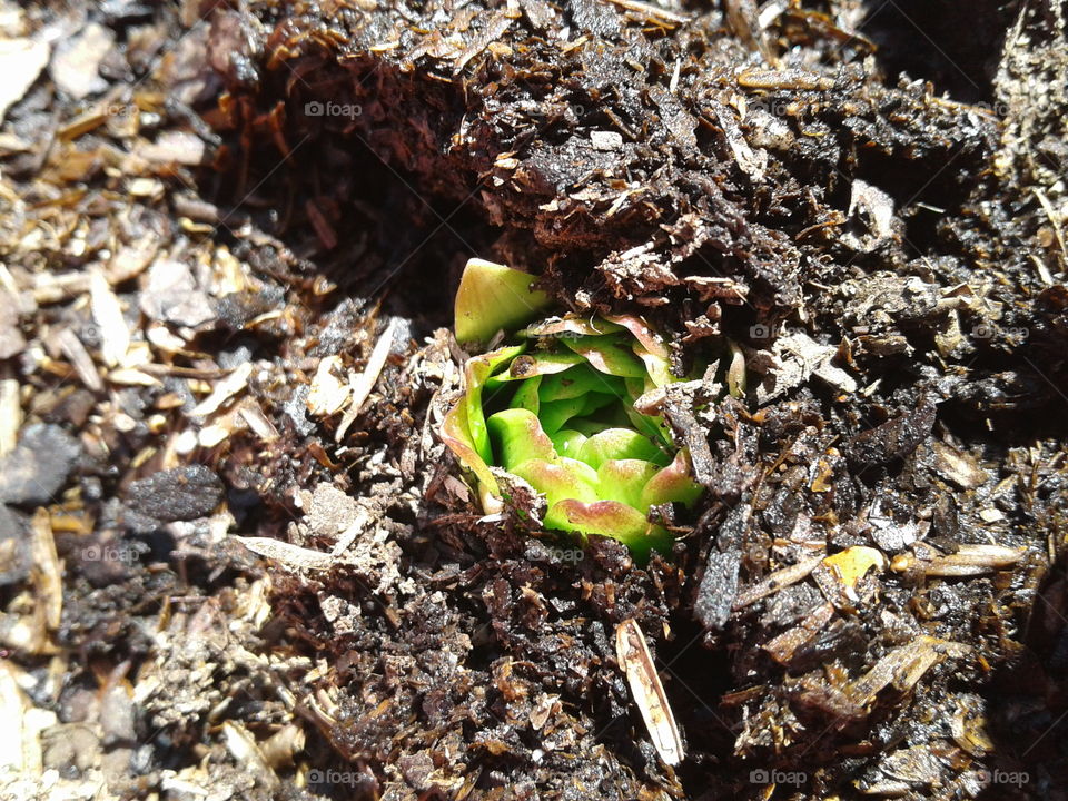 Soil, Environment, Nature, Ball Shaped, Compost