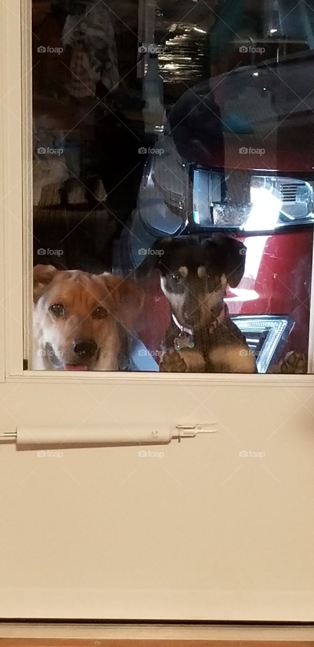 pleas may we come in