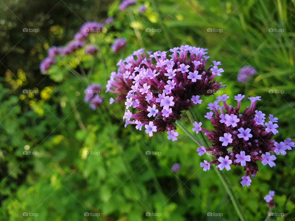 A portrait of a flower consisting of a bunch of small purple flowers on a branch.