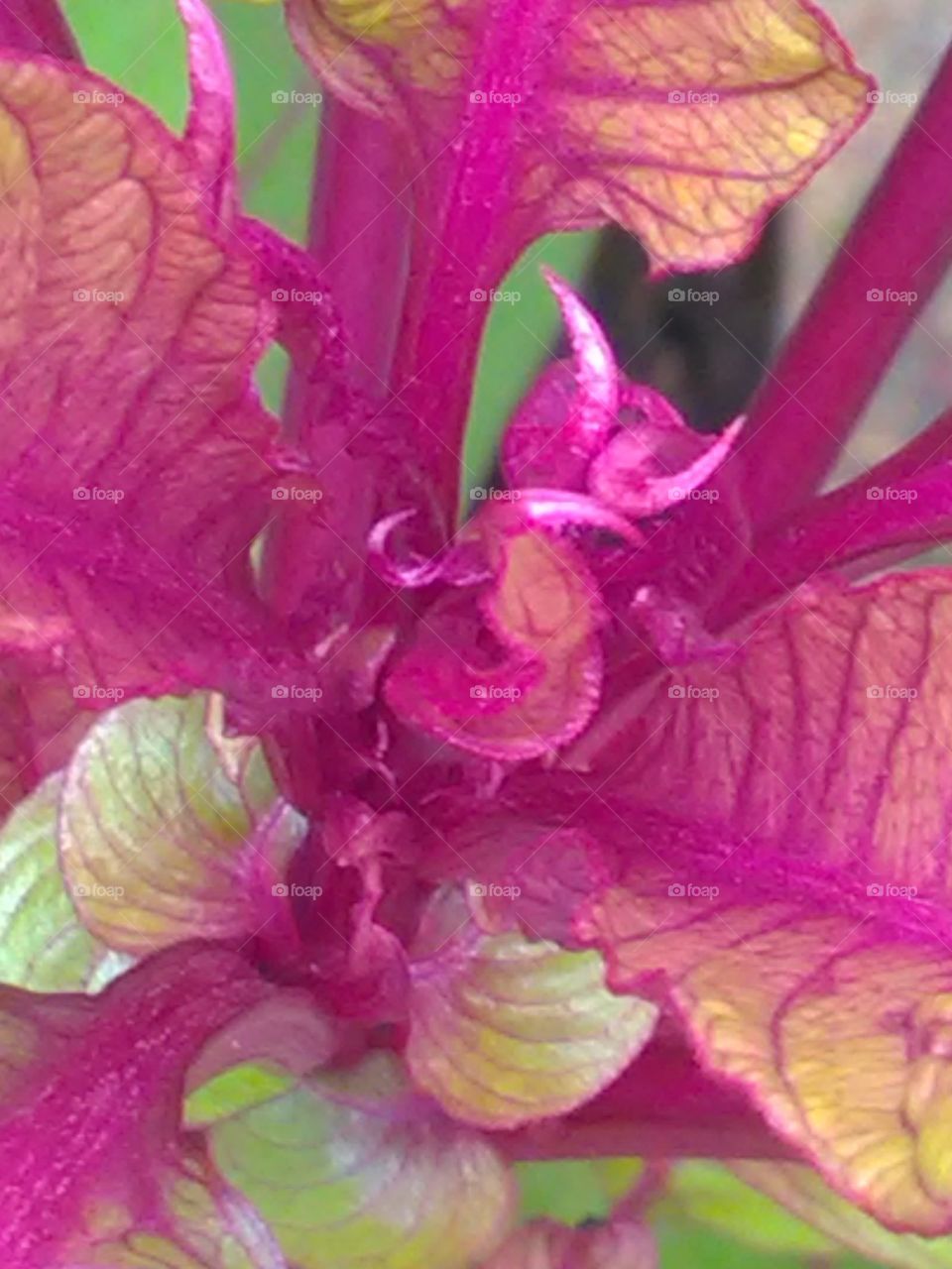 This is a very beautiful show leafs pink hencover leafe.