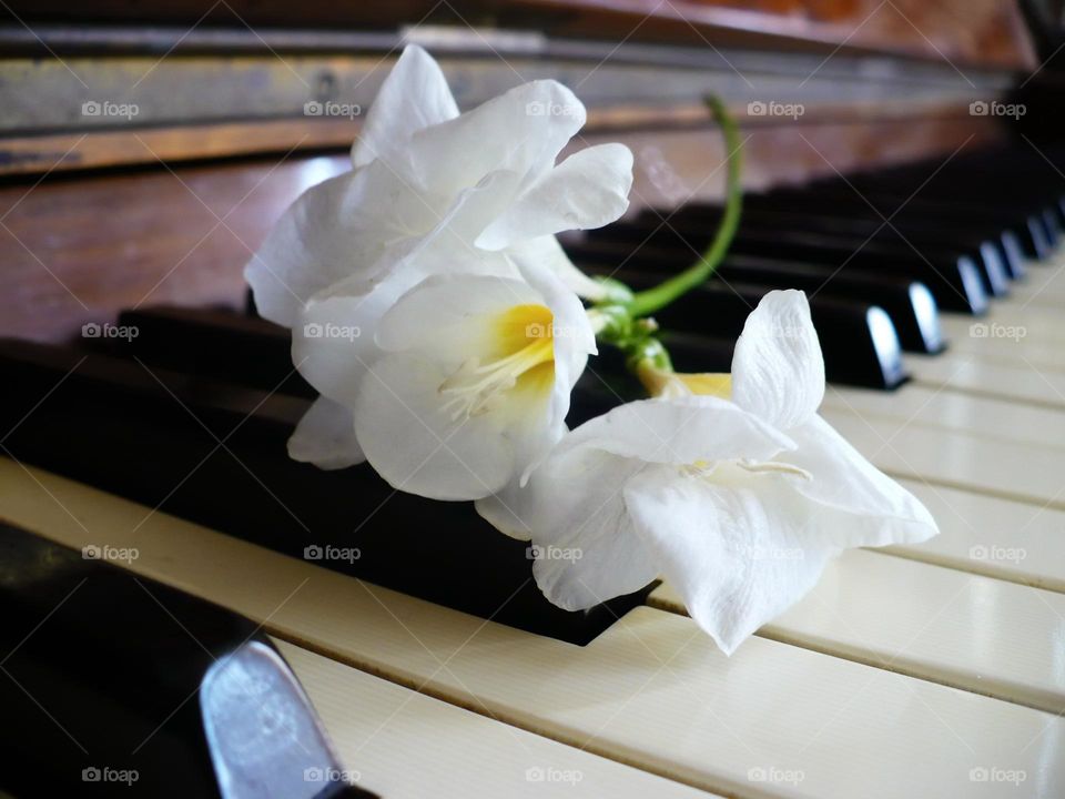 Music of White Flowers