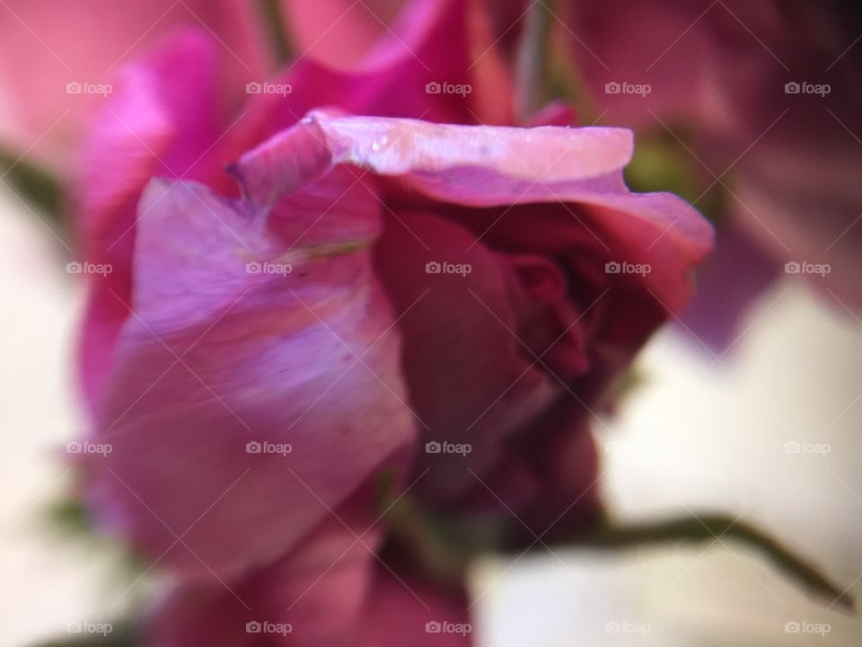 Single pink Roseburg in macro