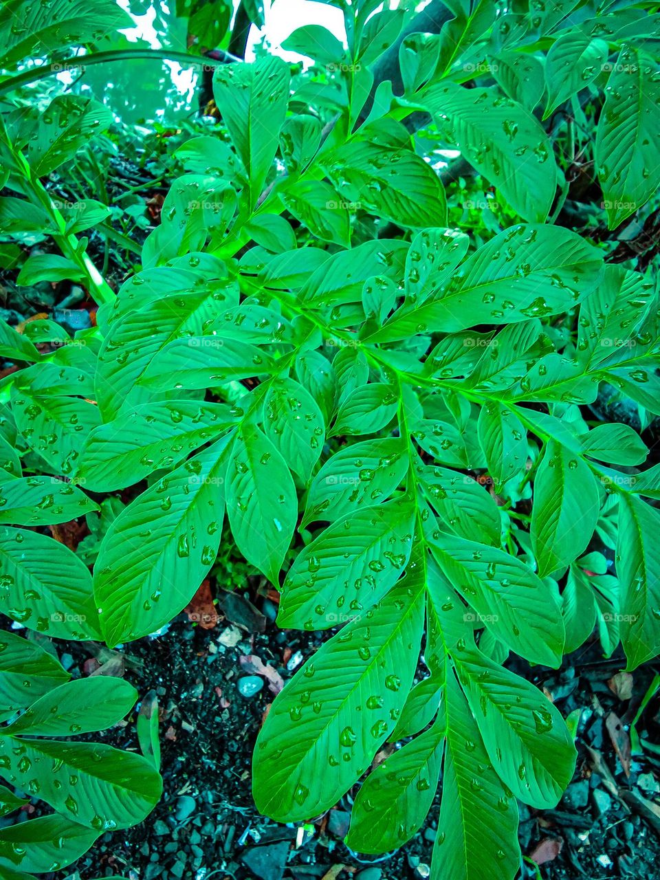 the atmosphere of the leaves are green in the rain